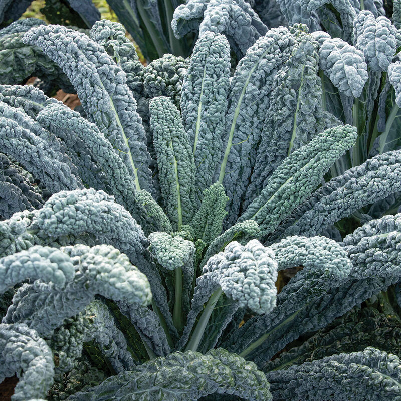 Kale Mix - 6 pack