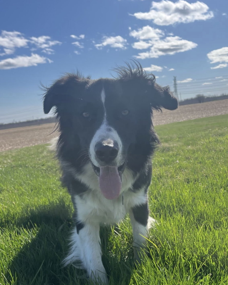 Doggy Season Pass (Add-On)