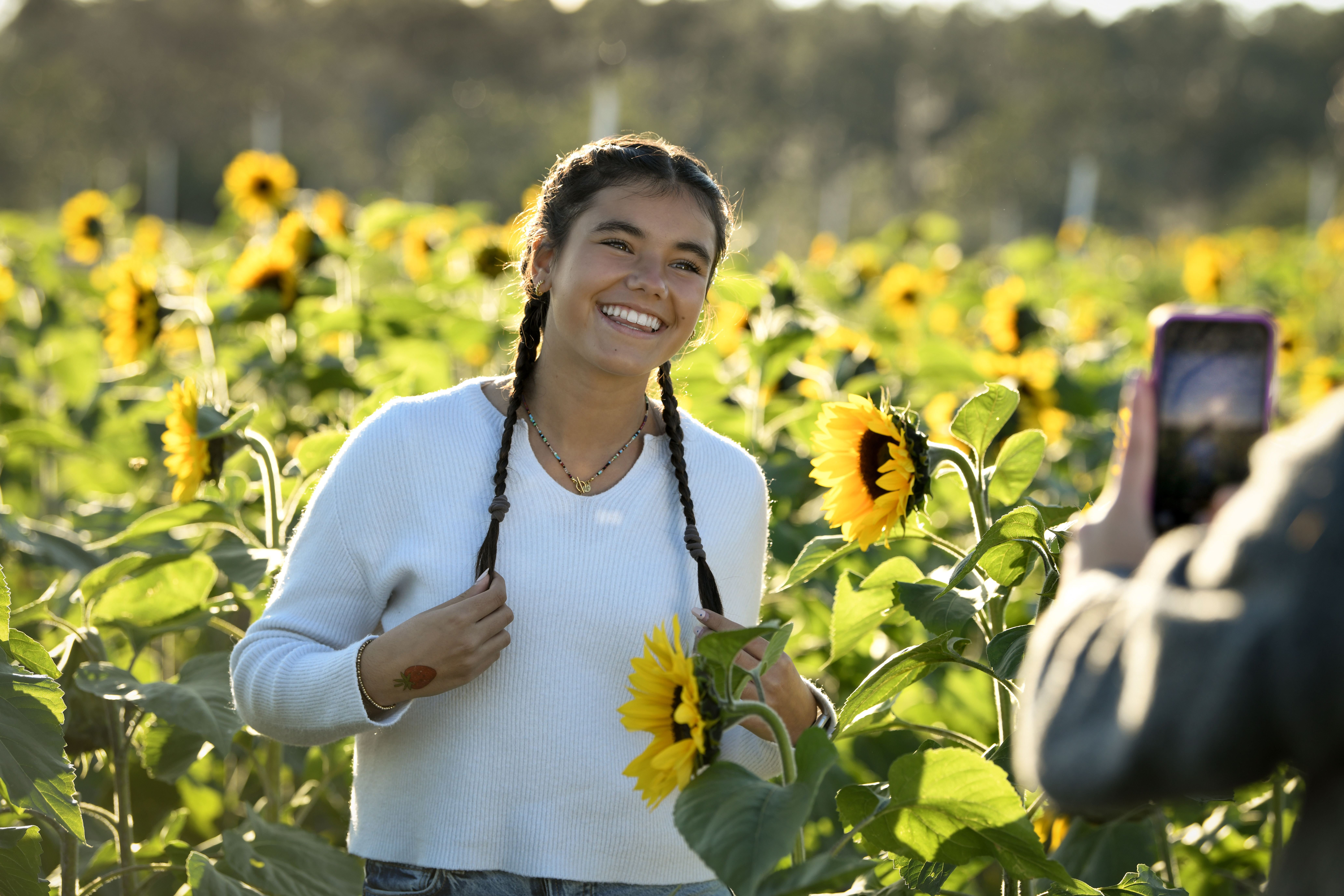 Sunflower field near Orlando at Amber Brooke Farms