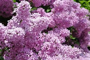 Lilac Trail Tour