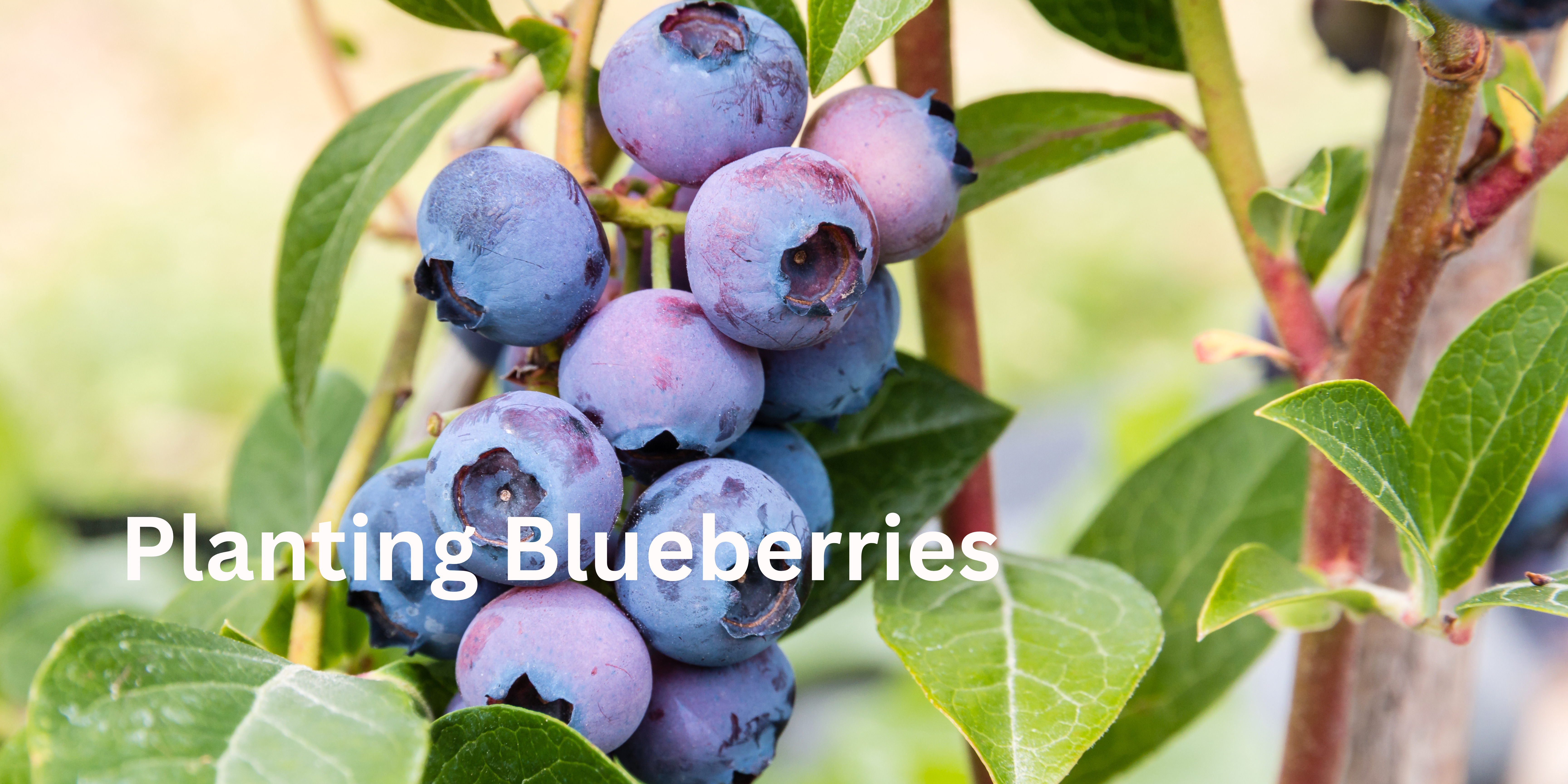 Planting Blueberries Bushes