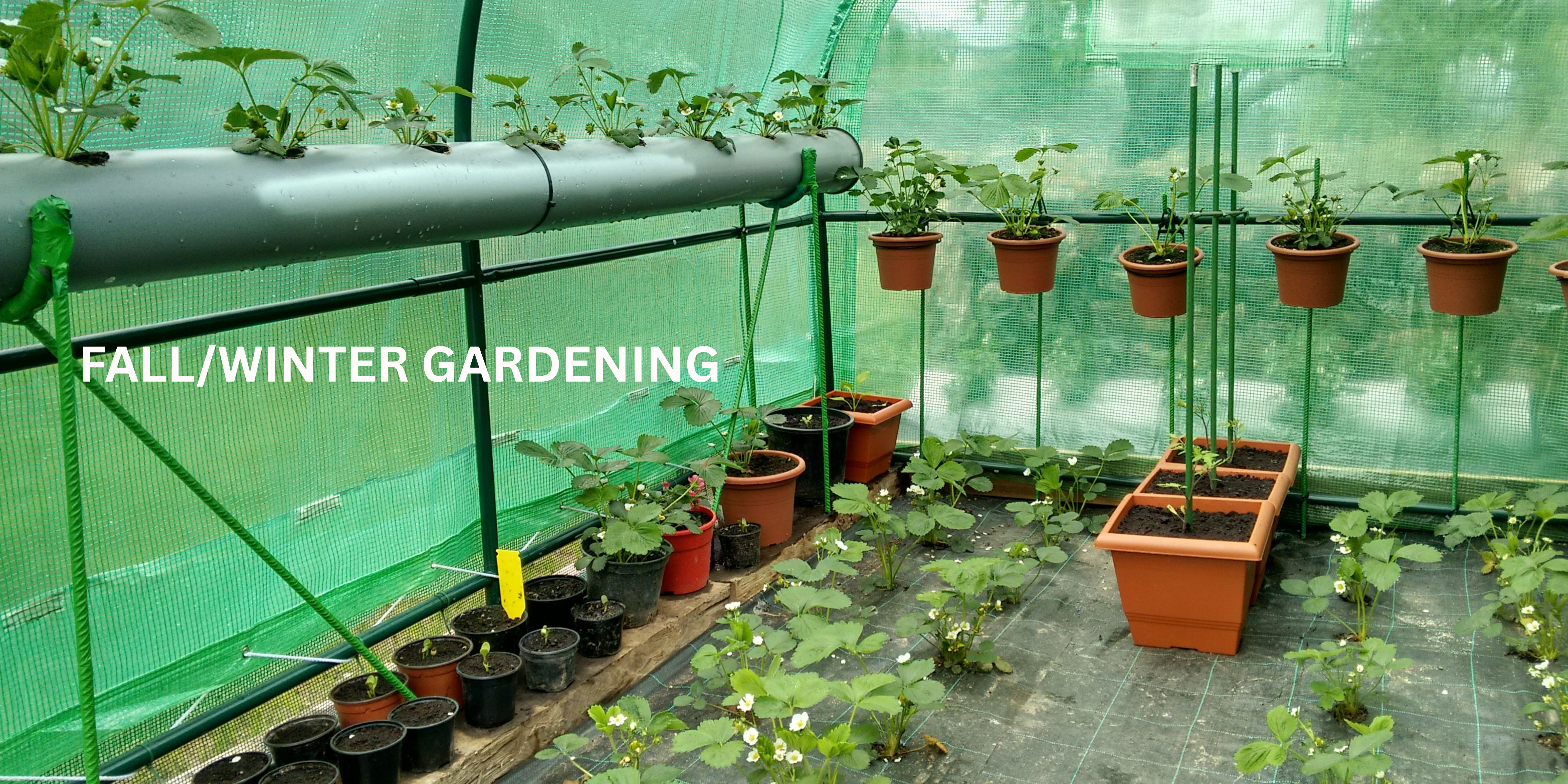 Fall/Winter Gardening Tips and best practices