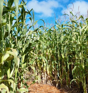 Corn maze at Galey Farms