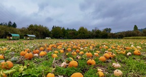 Pumpkin patch at Galey Farms