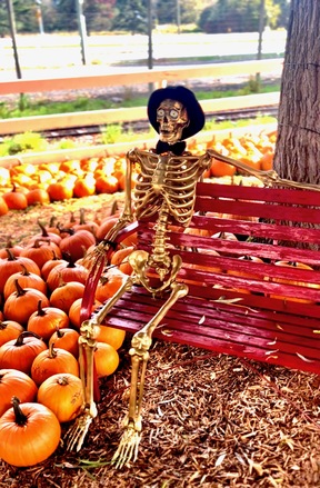 Halloween skeleton surrounded by pumpkins