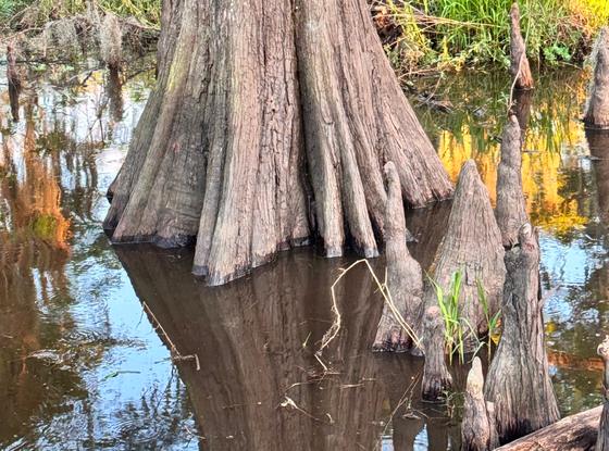 The flared, knee-studded base of a bald cypress in a Louisiana swamp.