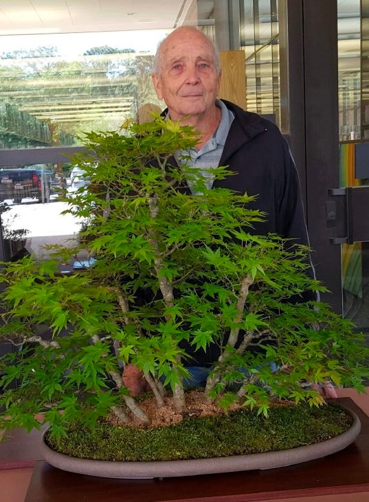 Joe Day standing beside a mature maple bonsai.