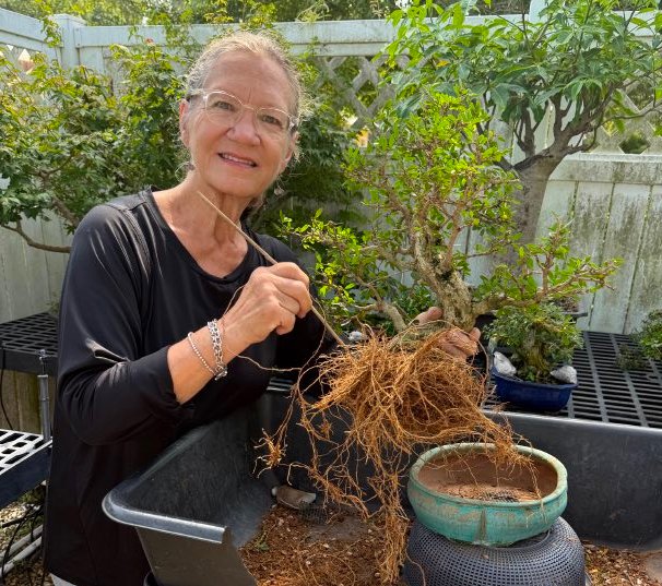 Dawn Koetting holding a bald cypress with bare roots during repotting.