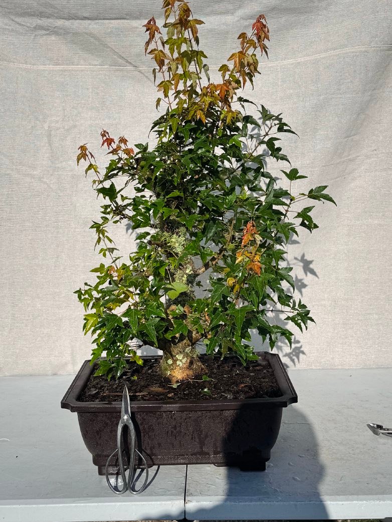 A field-grown trident maple with a thick trunk and wide base, prepared for the workshop.