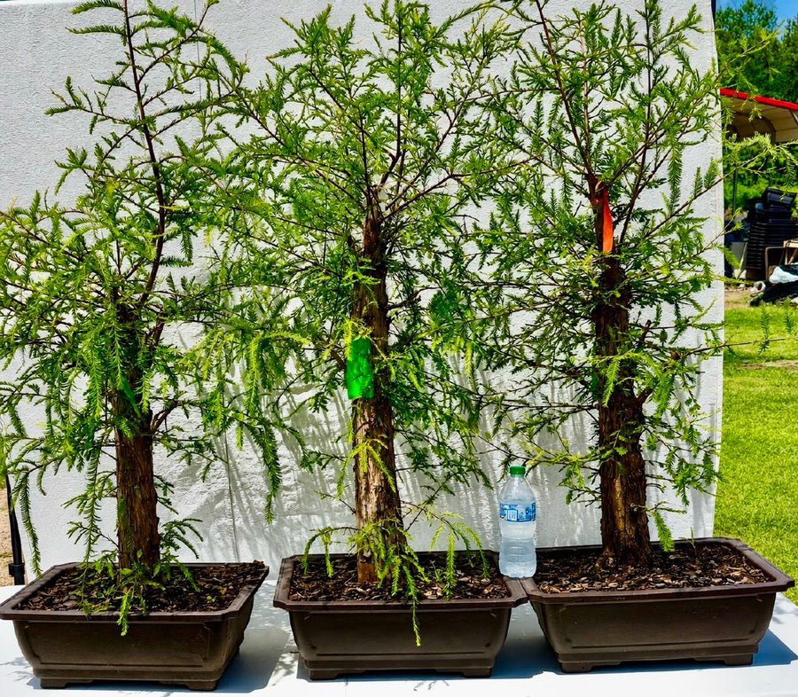 Three field-grown bald cypress trees with straight trunks, prepared for the workshop.