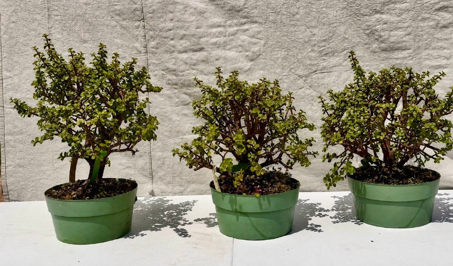 Three dwarf jade bonsai with thick, water-storing trunks, prepared for the workshop.