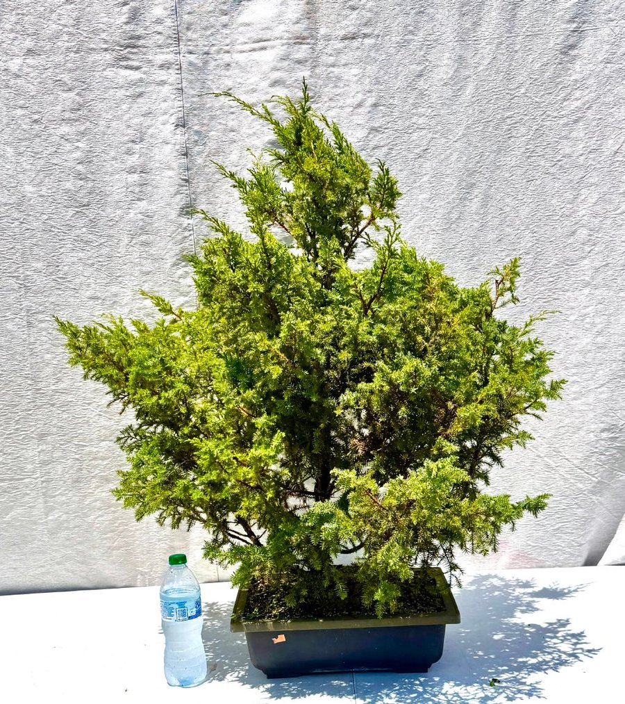 A full, healthy foemina juniper with layered branches, prepared for the workshop.