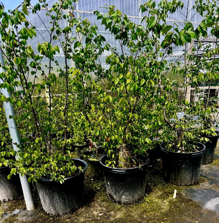 Large, field-grown Japanese zelkova specimens with thick, mature trunks.