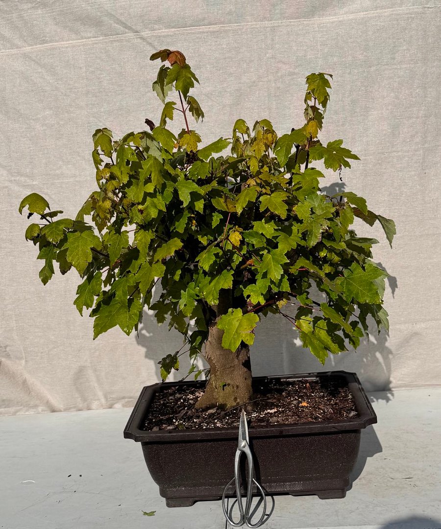 A field-grown red maple with strong taper and radial roots, prepared for the workshop.