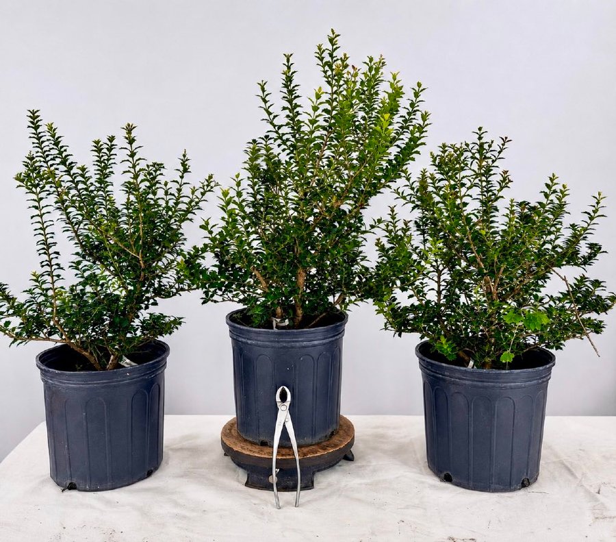 Three Kaori Hime tea olive specimens with dense, multi-branched interiors.