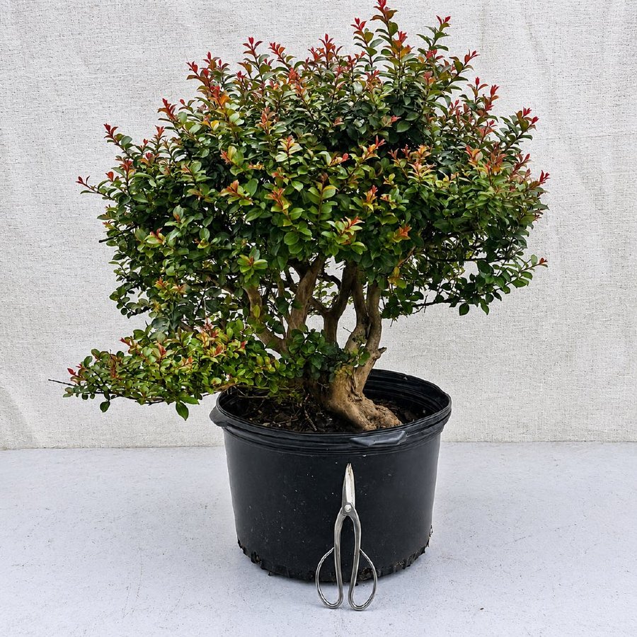 A Pocomoke crepe myrtle with a twisty trunk base and colorful peeling bark.