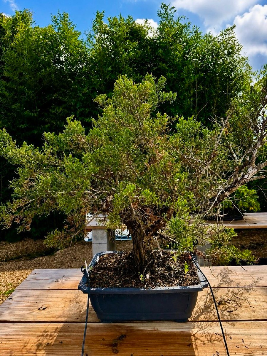 A rugged Ashe juniper with weathered deadwood, prepared for the private demonstration.