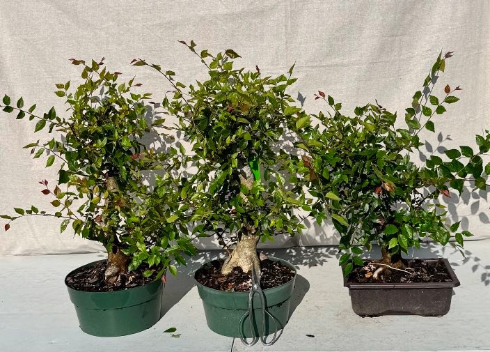 Three collected water elm specimens with strong trunks and good taper.
