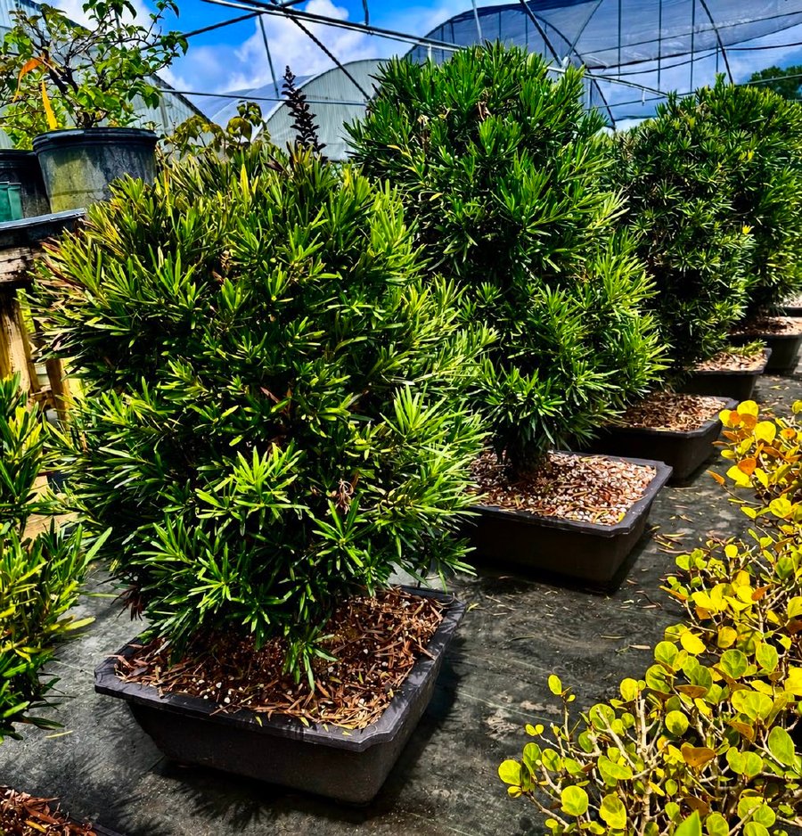 Large, nursery-grown Podocarpus specimens with dark green, strap-like foliage.