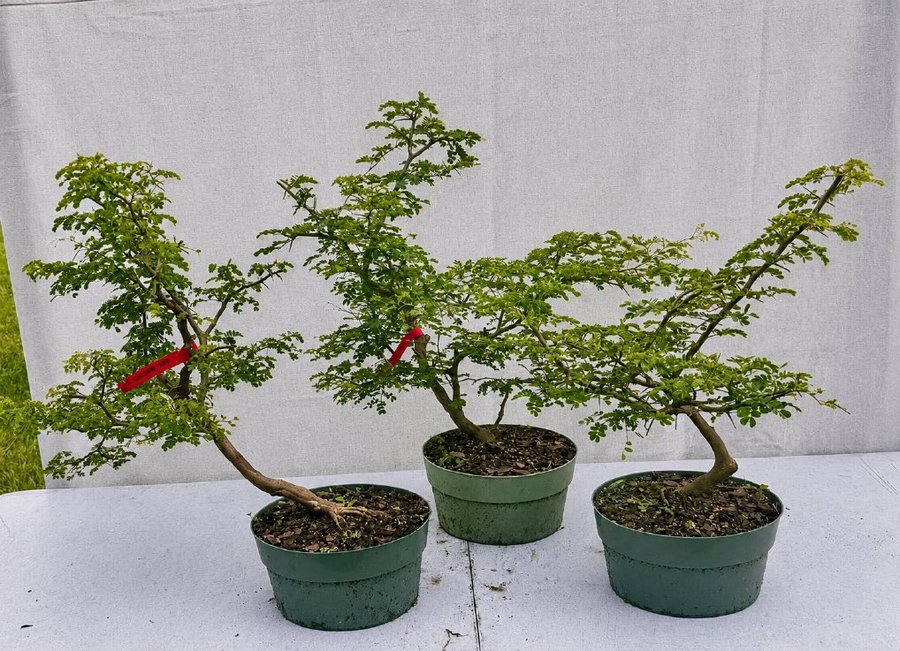Three Brazilian rain tree specimens with twisted, grooved trunks.