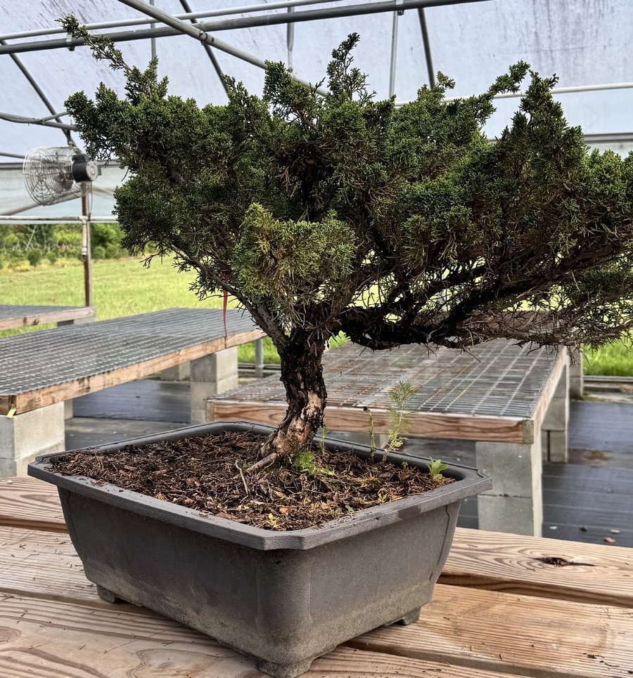 A Shimpaku juniper with a twisted trunk, the demonstration tree for Suthin Sukosolvisit.