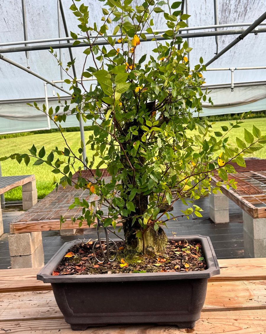 A yamadori water elm specimen, the demonstration tree for Jennifer Price.