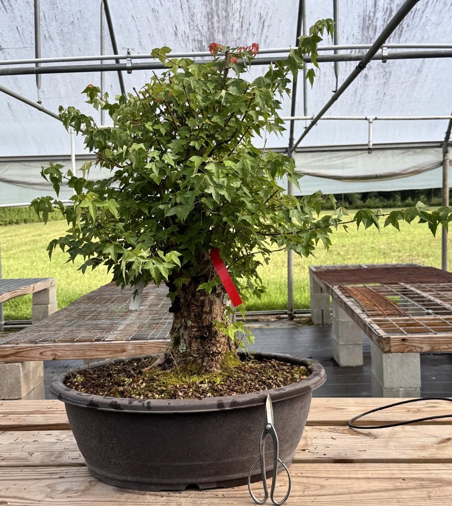 A nursery-grown trident maple, the demonstration tree for Pedro Morales.
