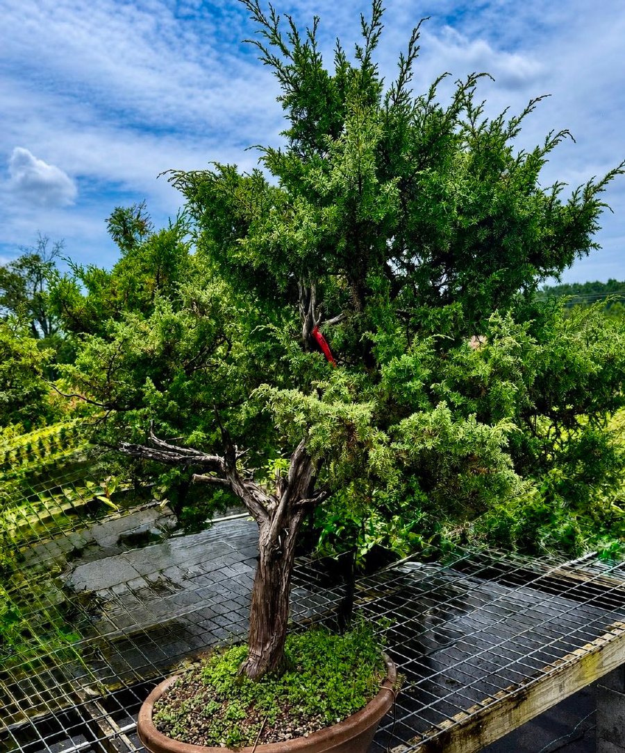 A thick-trunked foemina juniper with natural deadwood, the demonstration tree for Mauro Stemberger.