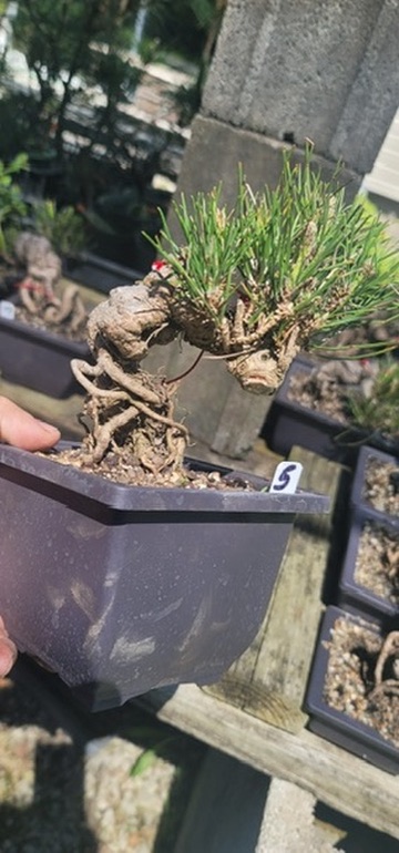Imported Shohin Japanese Black Pine