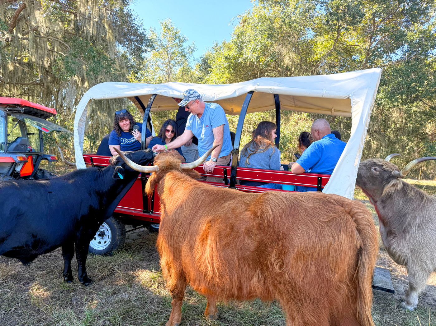 Rev Cow Ride Comp Mini Cow Safari - 2025