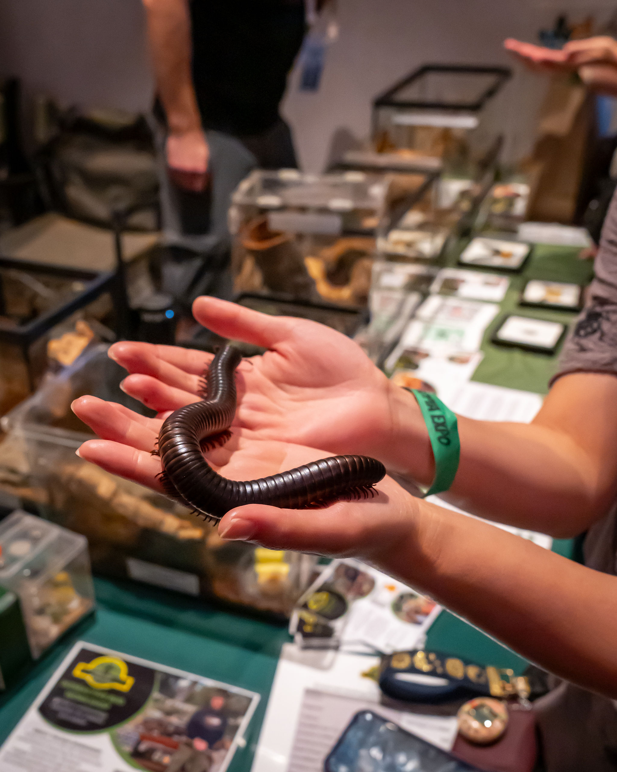 A BUGTOPIA guest holding a giant millipede