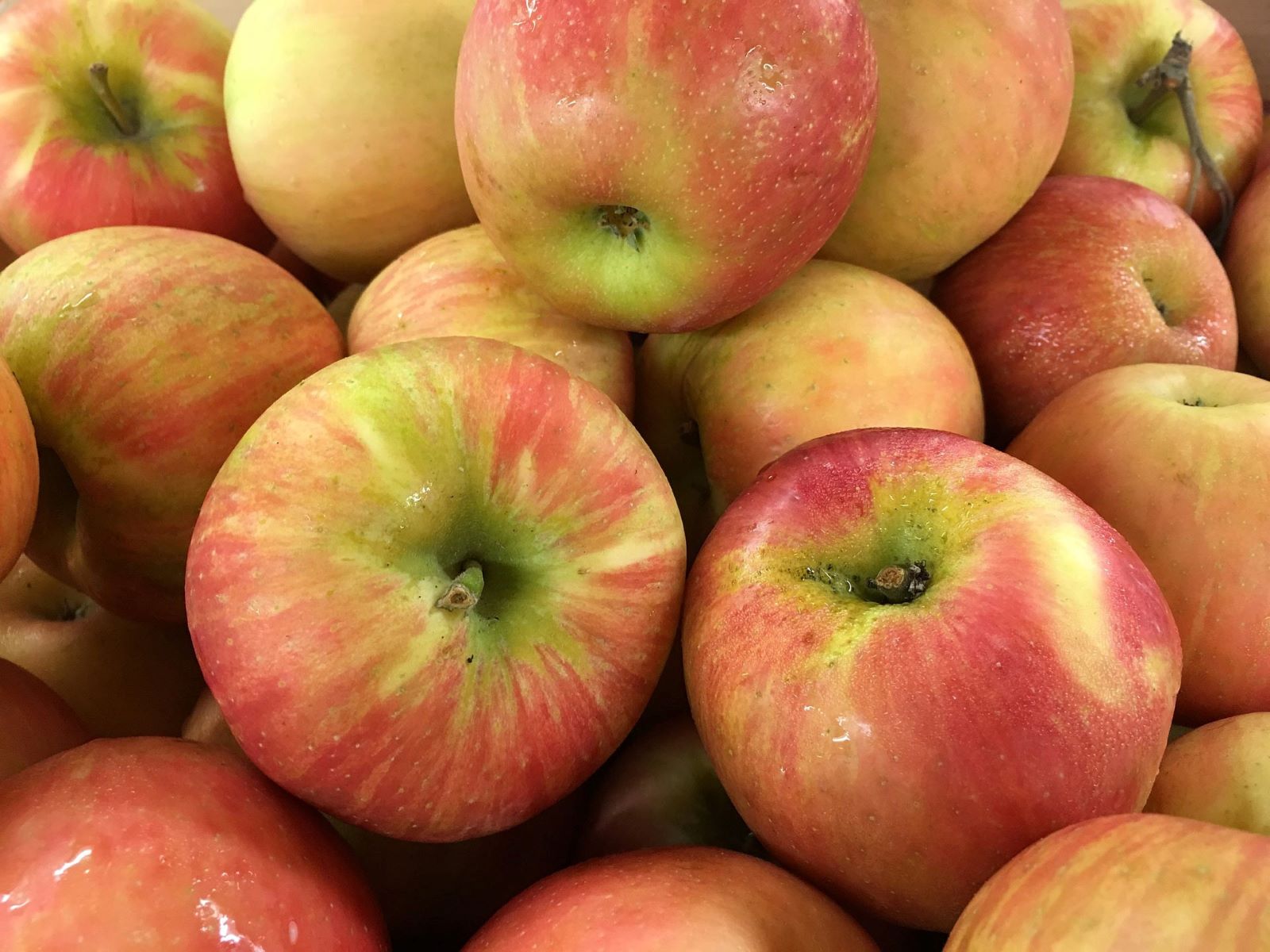 Honey Crisp Apples