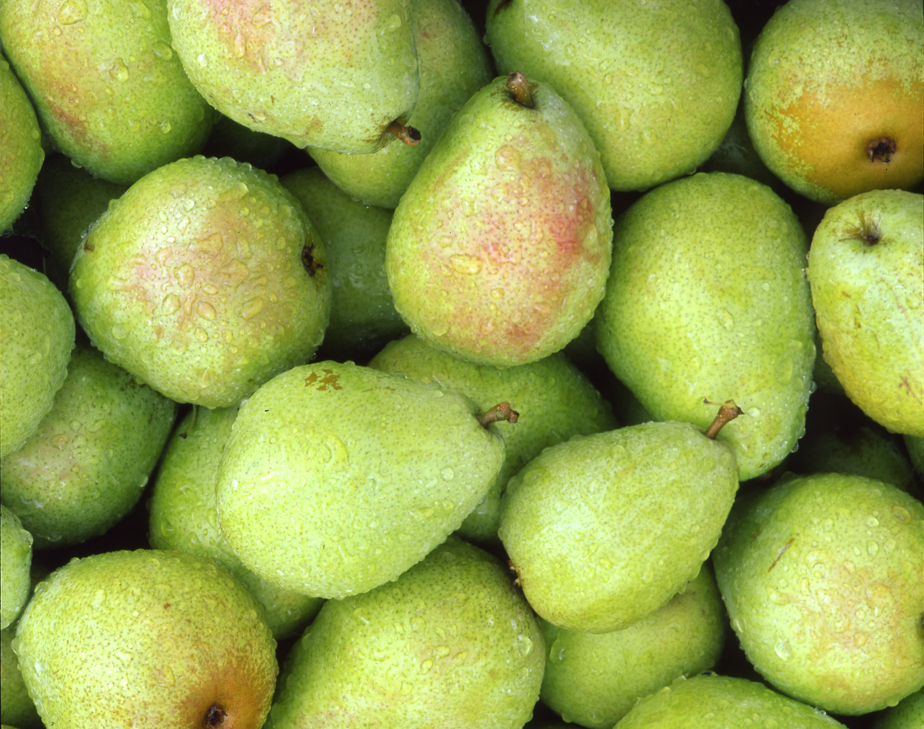 Colorado Pears