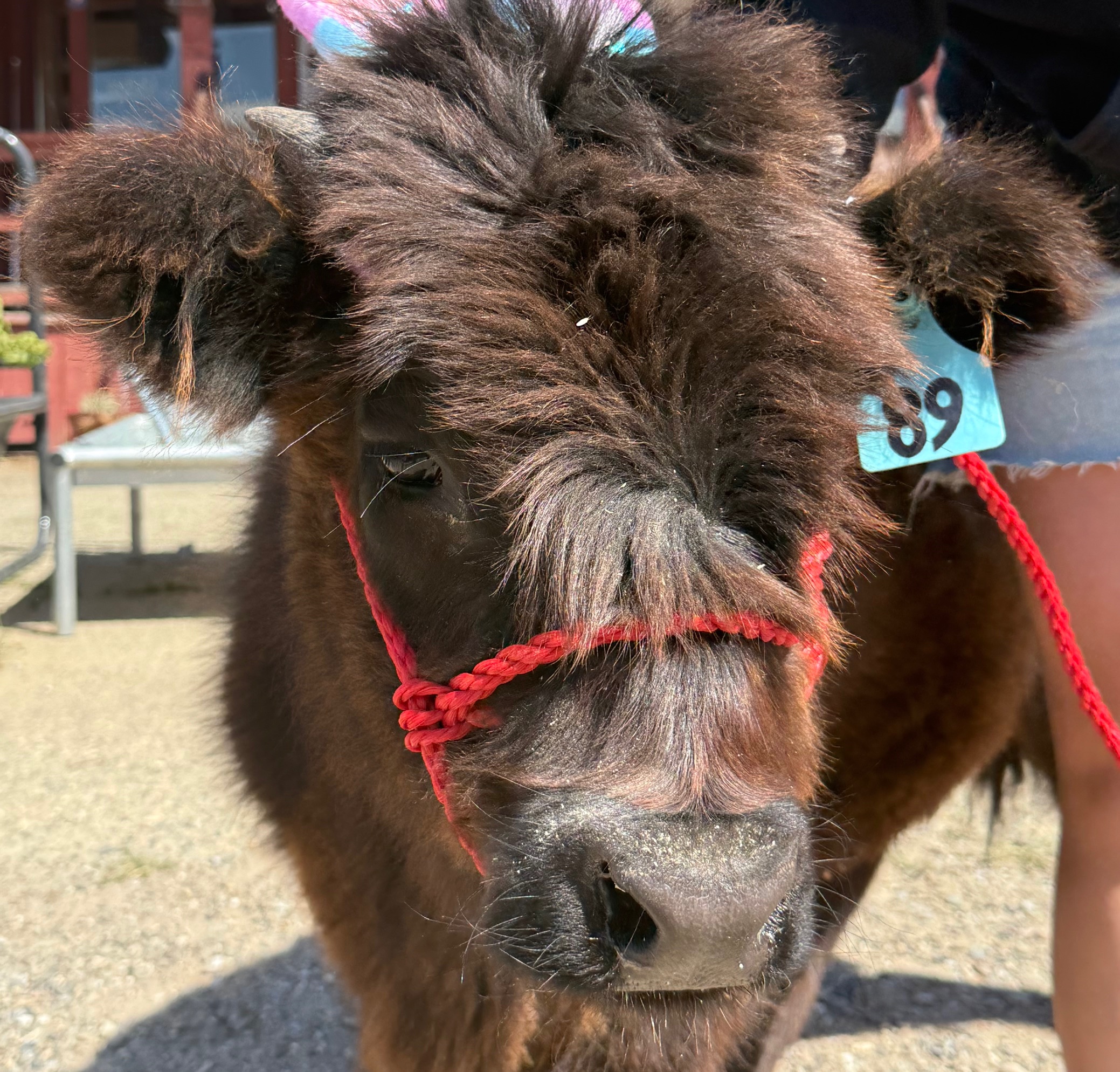 Photo Opportunities with Animals