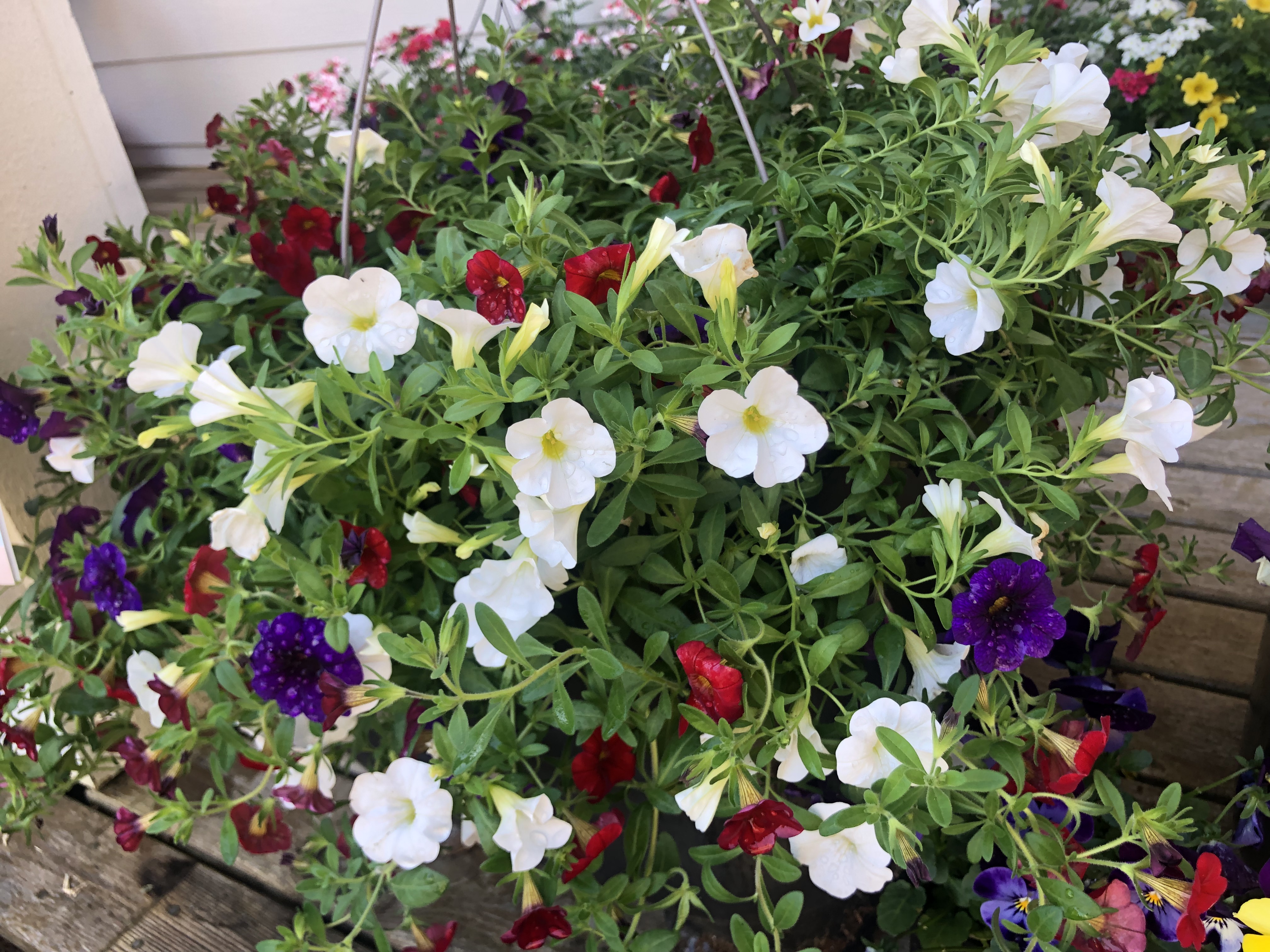 12" Hanging Flower Basket