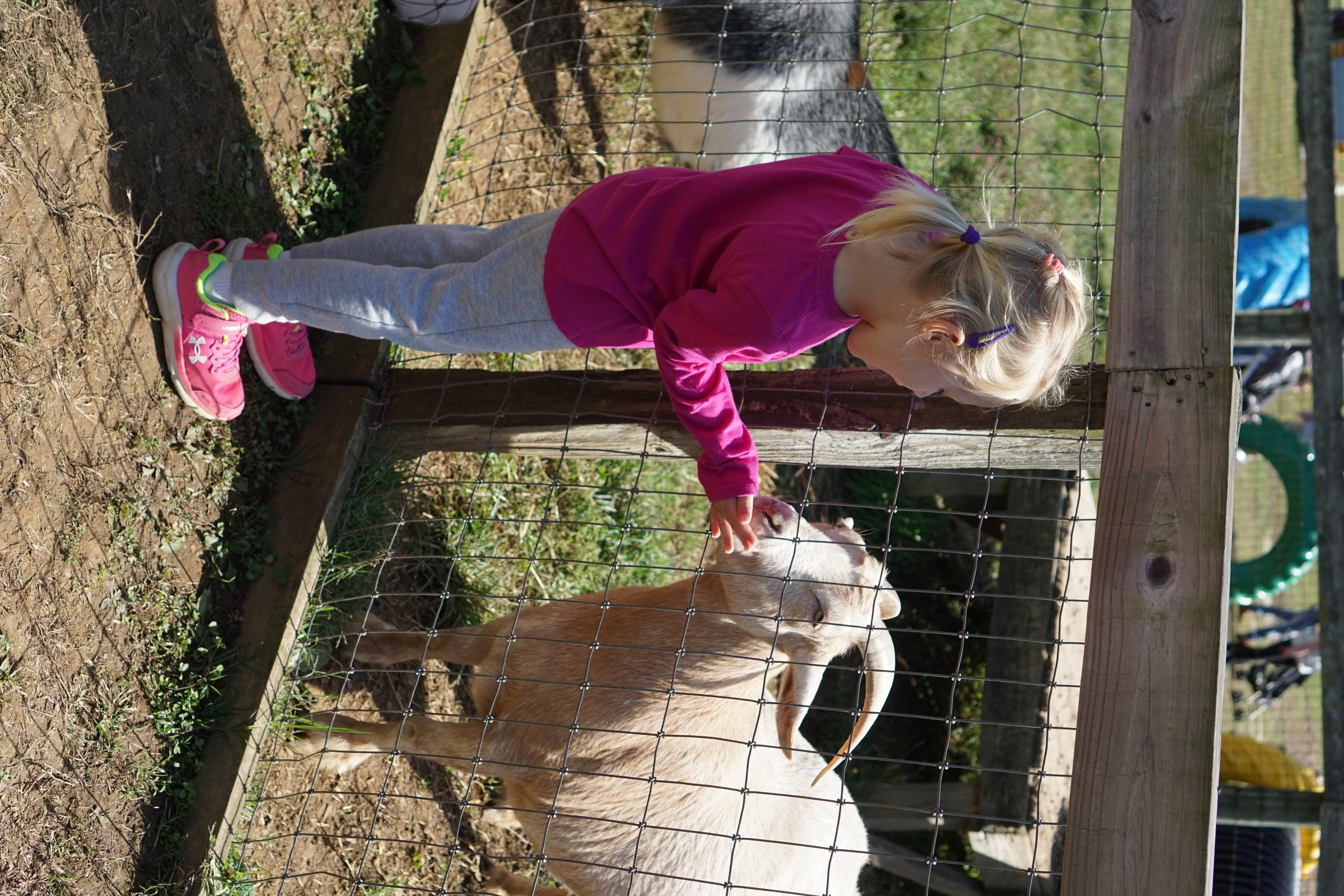 Farm animals at Weber's Cider Mill Farm