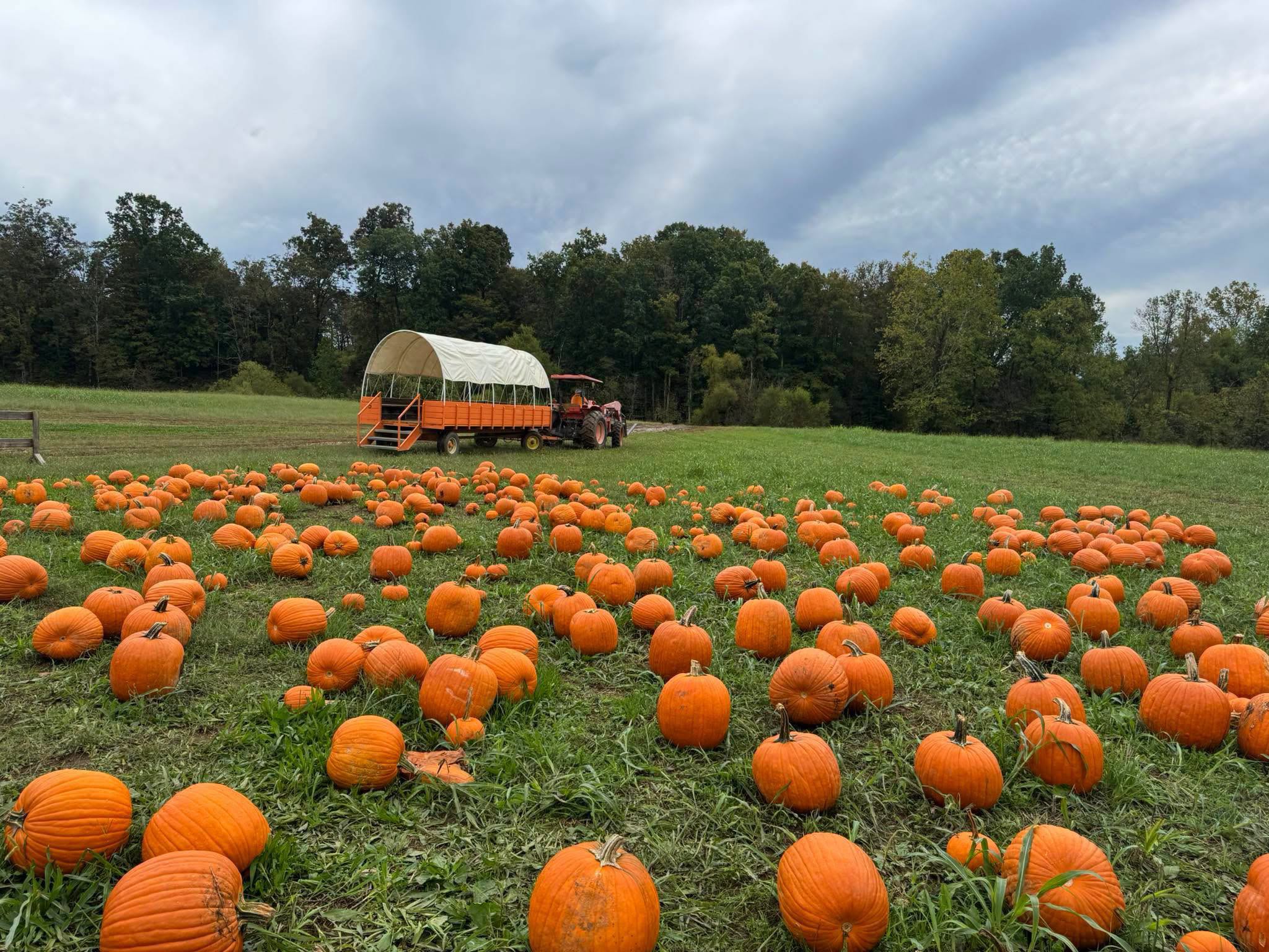 Oakes Farm pumpkin patch