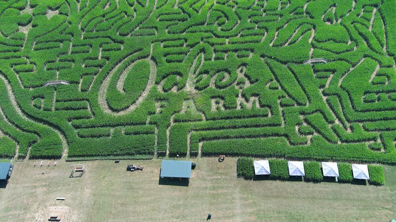 Oakes Farm corn maze