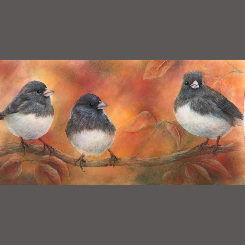Trio of Juncos