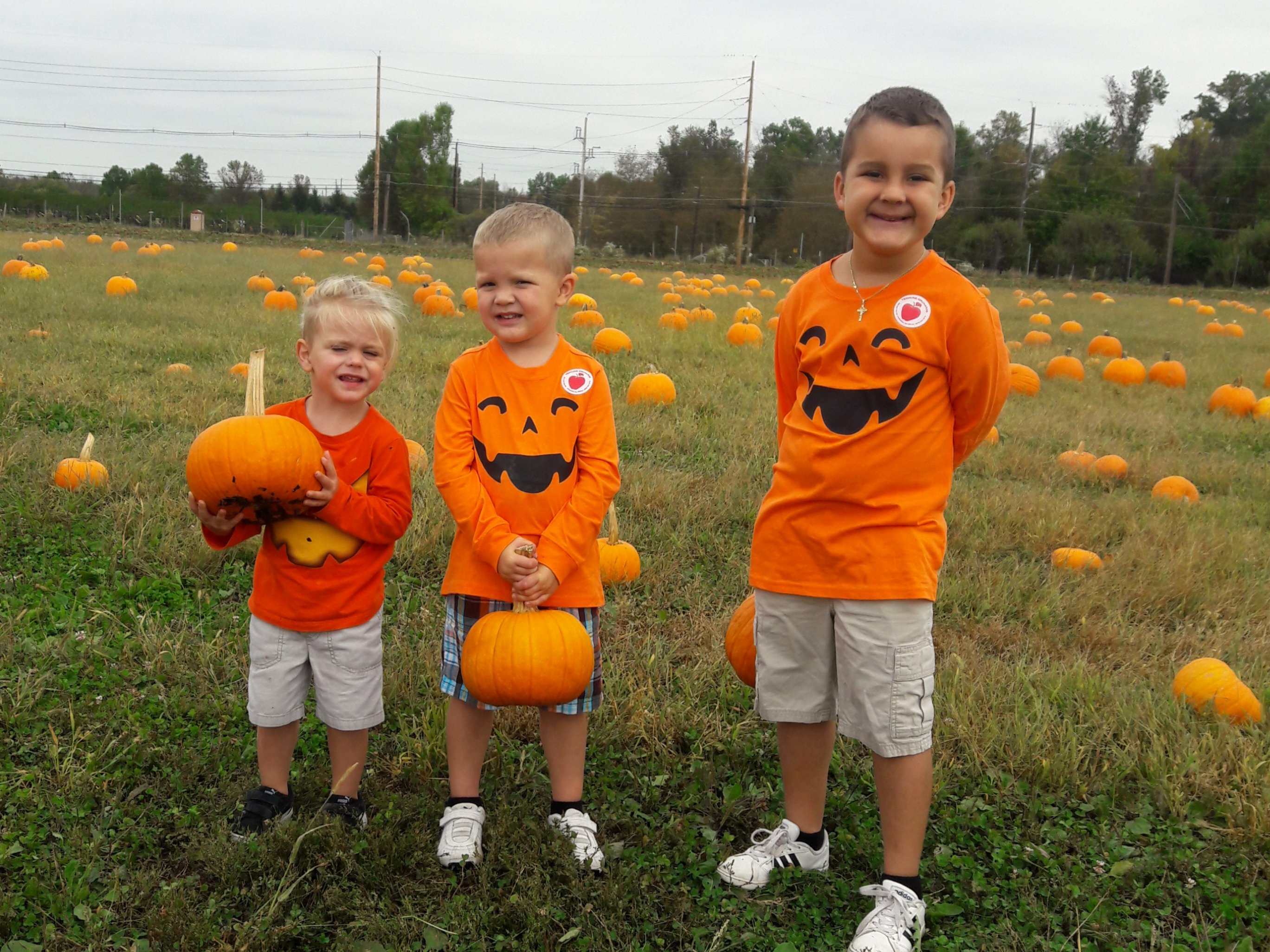 Pumpkin patch at Terhune Orchards