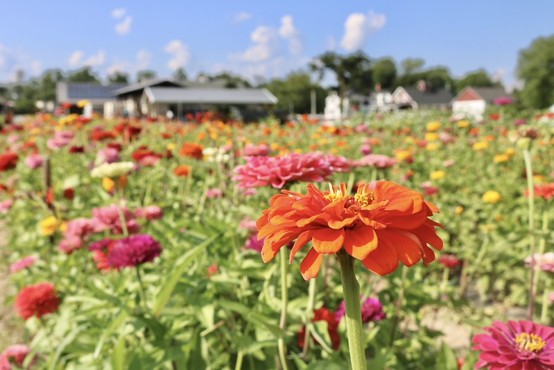 Zinnias In Field