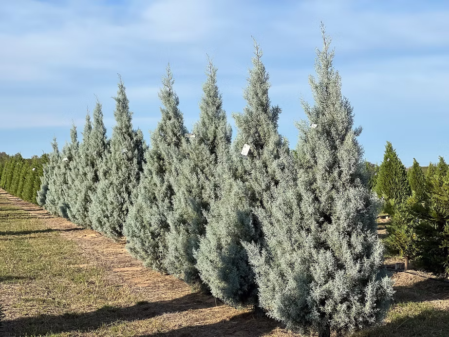 Christmas trees at Devine Acres Farm