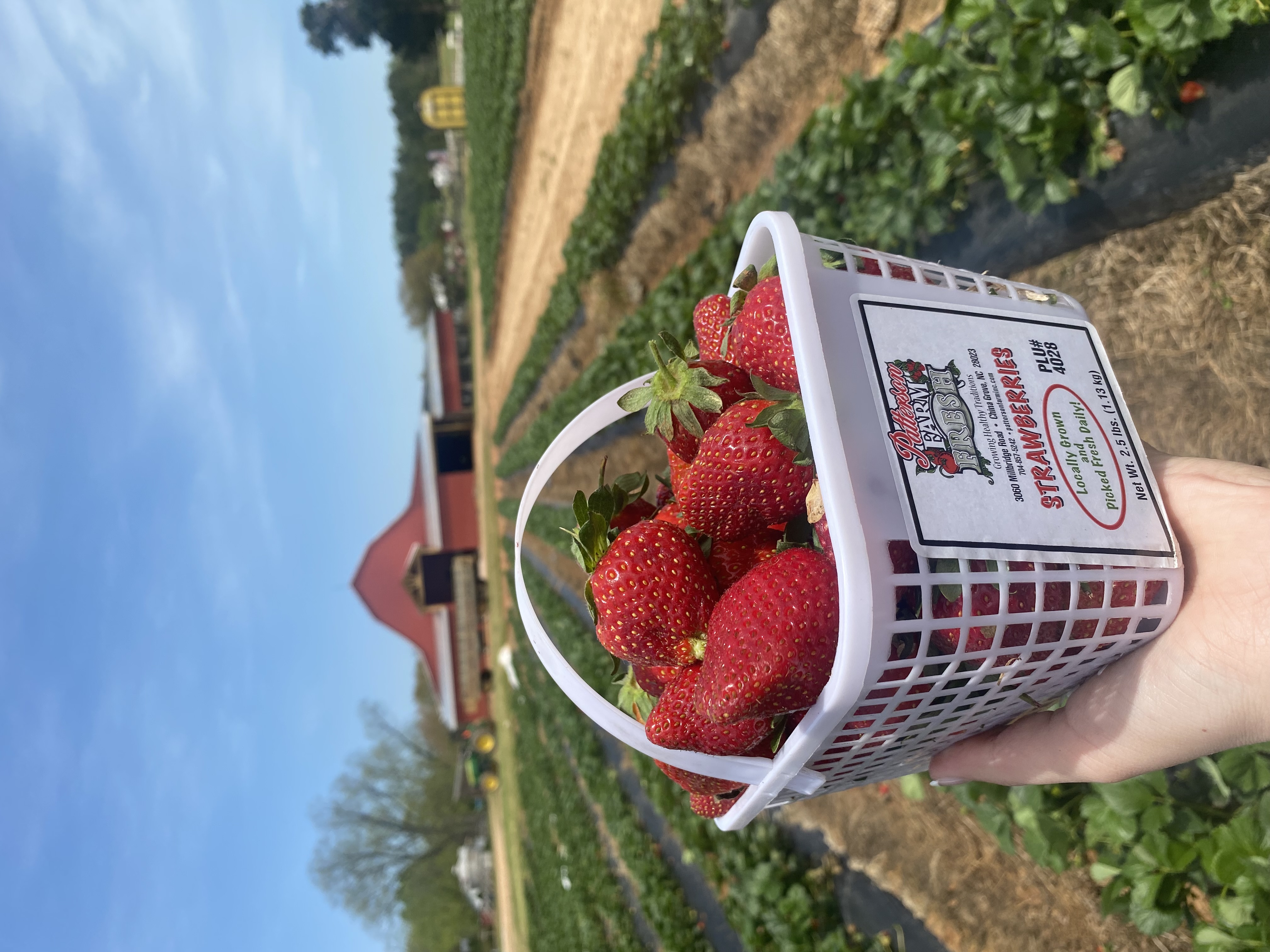 Spring Fun on the Farm: Strawberry Season 2026